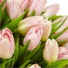 Букет розовых тюльпанов «Вуаль»