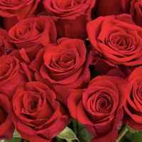 51 красная роза по акции (40 см)
