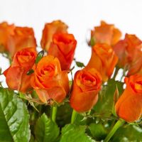 29 роз «Вайлдкард»