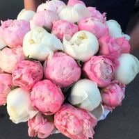 Белые и розовые пионы в премиум коробке