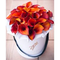 Каллы «Манго» в белой коробке премиум