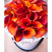 Каллы «Манго» в белой коробке премиум