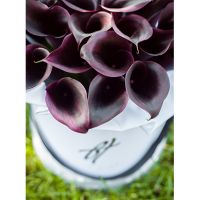 Каллы темно-фиолетовые в коробке Royal