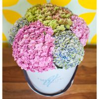 Гортензии в коробке от Bella Fiori