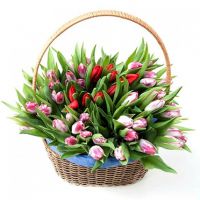 Красные и розовые тюльпаны в корзине
