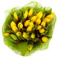 25 тюльпанов желтых