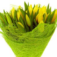 25 тюльпанов желтых