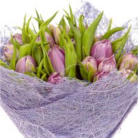 25 сиреневых тюльпанов
