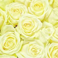 201 роза белая