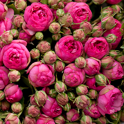 Пионовидные розы «Пинк Пиано» с оформлением