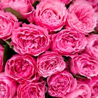 Душистые пионовидные розы «Мария Терезия»