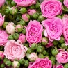 Кустовые пионовидные розы «Баронесса» в крафте