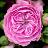 Кустовые пионовидные розы «Баронесса» в крафте