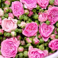 Кустовые пионовидные розы «Баронесса» в крафте