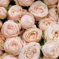 Кустовые пионовидные розы «Бомбастик» в крафте