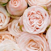 Кустовые пионовидные розы «Бомбастик» в крафте