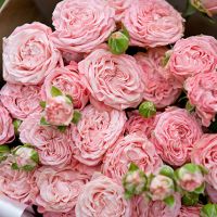 Кустовые пионовидные розы «Мадам Бомбастик» в крафте