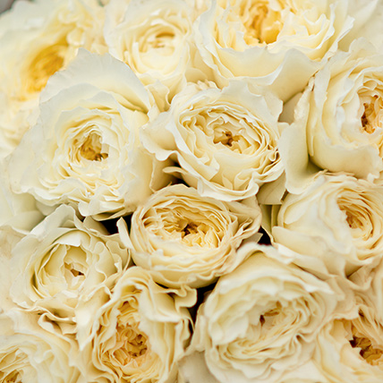 Душистые белые пионовидные розы Дэвида Остина