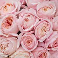 Нежно-розовые пионовидные розы Дэвида Остина