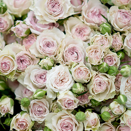 Бледно-фиолетовые кустовые розы в крафте