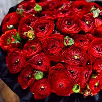 Красные ранункулюсы в коробке Royal