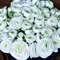  Белые ранункулюсы в коробке Royal