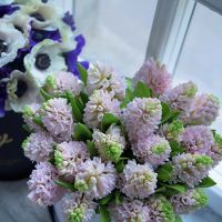 Нежно-розовые гиацинты в коробке Royal