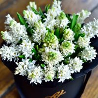 Белые гиацинты в коробке Royal