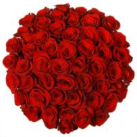 51 роза 170 см