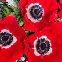 Новогодняя коробка с пионами и анемонами