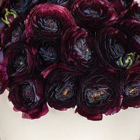 Сливовые ранункулюсы в коробке Medium