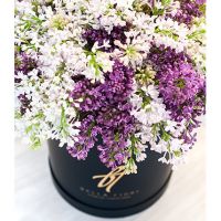 Сирень в коробке Royal