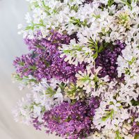 Сирень в коробке Royal