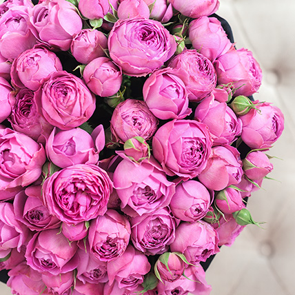фиолетовые пионовидные розы