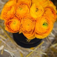 Оранжевые ранункулюсы в коробке Baby