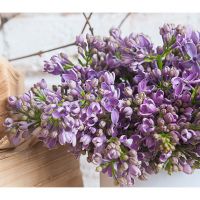 Сиреневая сирень в коробке Baby