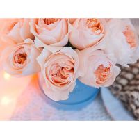 Персиковые пионовидные розы «Джульет» в коробке Baby