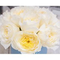 Белые душистые пионовидные розы в коробке Baby