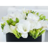 Белые ароматные фрезии в коробке Baby
