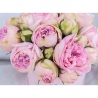 Нежно-розовые пионовидные розы в коробочке Baby