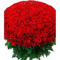 Композиция из 501 бордовой розы «Гран-при»