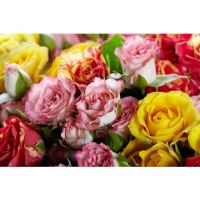 «Симфония красок»