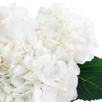 Букет из 5 белых гортензий