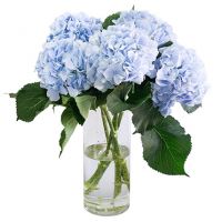 Букет из 5 голубых гортензиий
