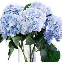 Букет из 5 голубых гортензиий
