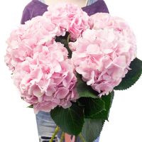 Букет из 5 розовых гортензий