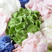 Букет «Фонтан» из 29 гортензий