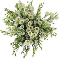 15 белых эустом