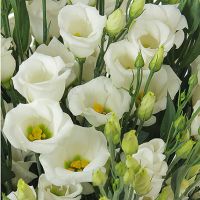 15 белых эустом