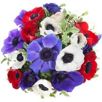 Букет «Шарлотта» из 21 анемона  